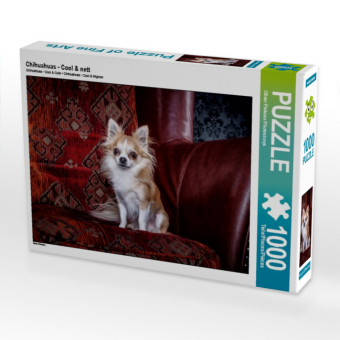 CALVENDO Puzzle Chihuahuas - Cool & nett | 1000 Teile Lege-Größe 64x48cm Foto-Puzzle für glückliche Stunden