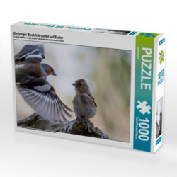 CALVENDO Puzzle Ein junger Buchfink wartet auf Futter | 1000 Teile Lege-Größe 64x48cm Foto-Puzzle für glückliche Stunden