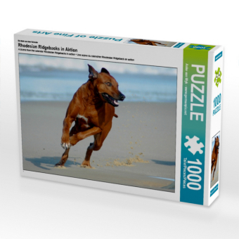 Ein Motiv aus dem Kalender Rhodesian Ridgebacks in Aktion (Puzzle)