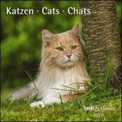 Katzen / Cats / Chats 2021