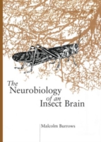 Neurobiology of an Insect Brain