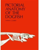 Pictorial Anatomy of the Dogfish