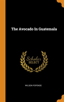 Avocado in Guatemala