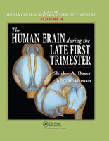 Human Brain During the Late First Trimester