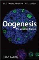 Oogenesis