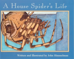 House Spider's Life (Nature Upclose)
