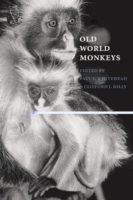 Old World Monkeys