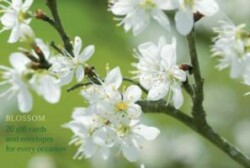 Card Box of 20 Notecards and Envelopes: Blossom