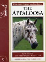 Appaloosa Horse