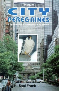 City Peregrines