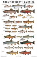 Trout of North America Poster