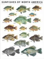 Sunfishes of North America