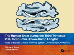 Human Brain during the Third Trimester 260– to 270–mm Crown-Rump Lengths