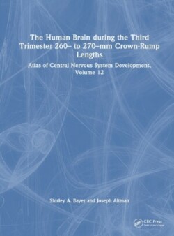 Human Brain during the Third Trimester 260– to 270–mm Crown-Rump Lengths