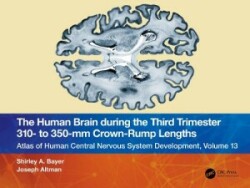 Human Brain during the Third Trimester 310– to 350–mm Crown-Rump Lengths