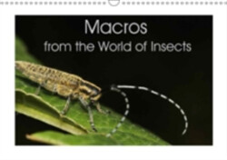 Macros from the World of Insects 2018