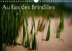 Au Ras Des Brindilles 2018