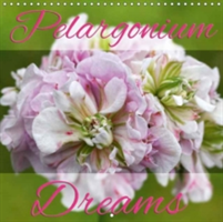 Pelargonium Dreams 2018
