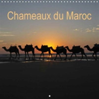 Chameaux Du Maroc 2018