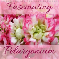 Fascinating Pelargonium 2018