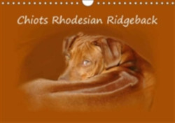 Chiots Rhodesian Ridgeback 2018