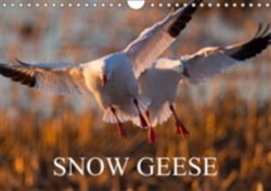 Snow Geese 2018