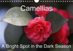 Camellias A Bright Spot in the Dark Season 2018