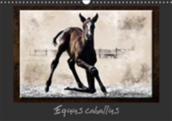 Equus Caballus 2018