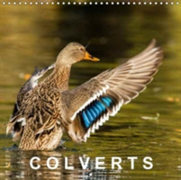 Colverts 2018