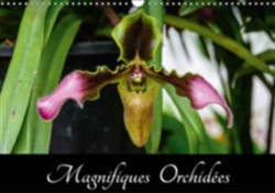 Magnifiques Orchidees 2018