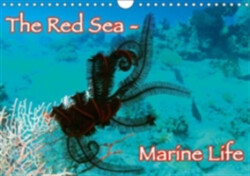 Red Sea - Marine Life 2018