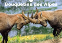 Bouquetins Des Alpes 2018