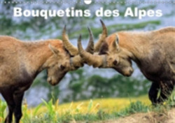 Bouquetins Des Alpes 2018