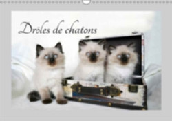 Droles De Chatons 2018