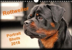 Rottweiler Portait Shots 2018 2018