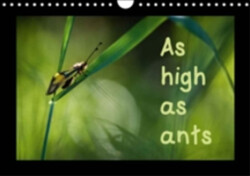 As High as Ants 2018