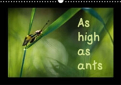 As High as Ants 2018