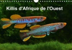 Killis D'afrique De L'ouest 2018