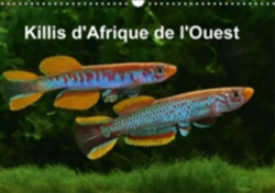 Killis D'afrique De L'ouest 2018