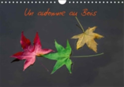 Automne Au Bois 2018
