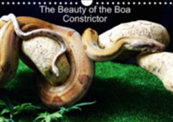 Beauty of the Boa Constrictors 2018