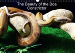 Beauty of the Boa Constrictors 2018