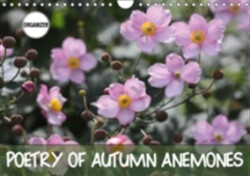 Poetry of Autumn Anemones 2018