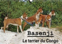 Basenji Le Terrier Du Congo 2018