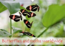 Butterflies and Moths Worldwide 2018