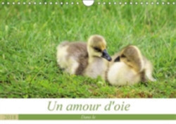 Amour D'oie 2018