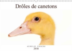 Droles De Canetons 2018