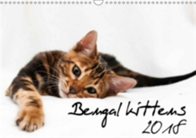 Bengal Kittens 2018 2018