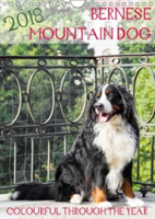 Bernese Mountain Dog - Colourful Through the Year 2018