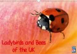Ladybirds and Bees of the UK 2018